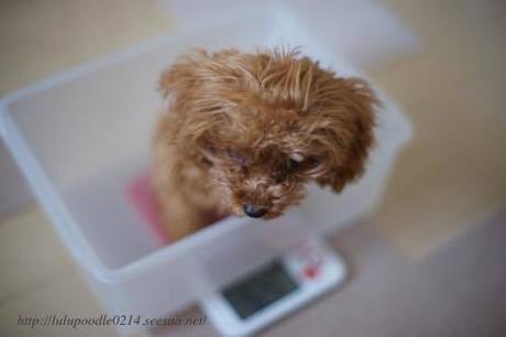 落ち着かない子犬の体重の測り方 るる ちびちびプードルのんびり日記